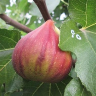 Figs ต้นมะเดื่อฝรั่ง พันธุ์ Osborn อร่อย หวาน หอมมากๆ ต้นสมบูรณ์มาก รากแน่นๆ โตพร้อมให้ลูกแล้ว จัดส่