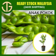 【Anak Pokok】Petai Hybrid / Pokok Petai/ Pokok Petai Kahwin/ Pokok Petai Cepat Berbuah