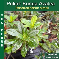Rhododendron Simsii 杜鵑花 Pokok Bunga Pink Azalea Pokok Bunga Merah Azalea Live Plant Real Plant Pokok