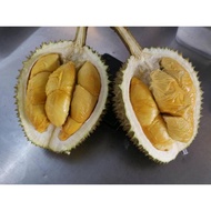 Durian Klon D13(AnakPokok)