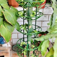 [48H Shipping] Flower Support Frame Christmas Cactus Flower Stand Support Frame Open Garden Support 