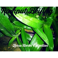 Beijing Grass/Rumput siti khadijah /Rumput Cina dll.pelbagai khasiat Antara kenser, sakit2 kulit, ez