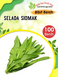 100 biji Benih selada siomak super - bibit sayuran siomak