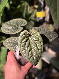 Anthurium luxurians ‘Platinum’ 鉑金奢華花燭