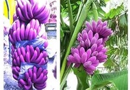 Bonsai 100 Plants Pieces Organic Bananas Ornamental Fruit Tree Sana Plant and Nourishing Food Banana