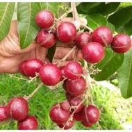 Pokok longan red ruby / longan merah original