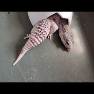 Leopard Gecko Pied Jantan