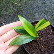 epipremnum amplissimum variegata