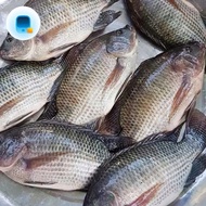 Ikan nila segar / frozen Bogor 500 gram