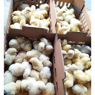 Anak Ayam Broiler 1 Box Isi 102 Ekor - Doc Ayam Broiler - Gratis Pur