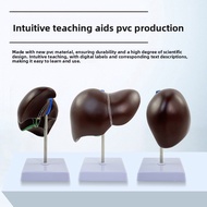 Human Liver Anatomy Model Medical Liver Model Normal Liver Anatomy Simulation Internal Organ Model