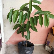 anak pokok durian kahwin/ D24