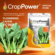 (500 GRAM) Biji Benih Sawi Bunga Great Asia FC988 大中华 CROP POWER F1 HYBRID Flowering Caixin Seeds 菜心