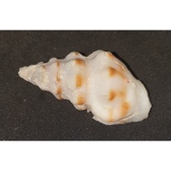 DRILLIA ENNA. Drilliidae Family.