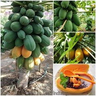 [Seed Three] Papaya Seeds for Planting 10seeds/pack Potted Bonsai Fruit Tree Seeds Live Plants Dwarf