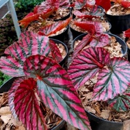 Begonia rex walet tanaman hias