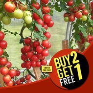 Grape Sweer Cherry Red Grapes Vegetable Heirloom Rare Tomato Seeds