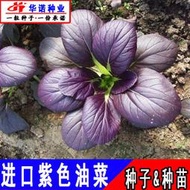 進口紫玉油菜種子 種籽紫紅雞毛菜青梗菜上海青四季青菜小白菜蔬菜種子 種籽hn