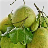 Buah Limau Bali / Pamelo fruit sebiji isi kuning merah