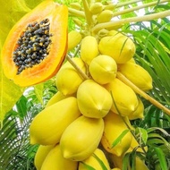 มะละกเหลืองทอง ถูกที่สุด เมล็ดพันธุ์มะละกอเหลืองทอง 10 เมล็ด ปลูกง่ายผลดก เนื้อเหลืองหวานเหมือนมะม่วง Papaya Seed Fruit Seeds เมล็ดพันธุ์พืช ต้นไม้ พืช ต้นไม้ผลกินได้ เมล็ดผักต่างๆๆ ต้นผลไม้ กินได้ พรรณไม้ เมล็ดพันธุ์และหลอดไฟ มะละกอแขกนวลดำเนิน