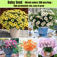 200 Seeds Color Mixing Bonsai Daisy Seeds for Planting Butter Daisy Flower Seeds Flowering Plants Se