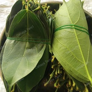 daun cincau segar 1 kg