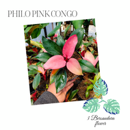 tanaman hias philo pink congo