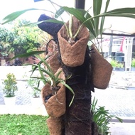 LARGE COCONUT CORN ORCHID POT COCONUT CORN CONE POT STICK