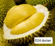 Fresh D24 durian/Durian segar D24