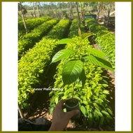 ❃ ∤ ▨ Mahogany Tree Seedlings (1pc.)