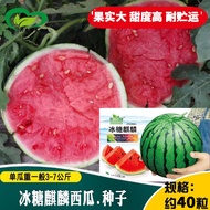 Rock Sugar KIRIN Watermelon Seed Farmland Vegetable Garden Early Mature Fruit round Flesh Red Crisp Sand Thin Watermelon