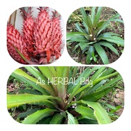 Isi 2 bibit nanas merah / bibit nanas hutan / bibit nanas pagar / bibit nanas buaya-az
