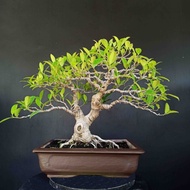 Bonsai Pohon Beringin Kimeng Ficus Taiwan Medium KTB1204