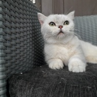 kucing british shorthair