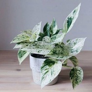 พลูราชินีหินอ่อน (Marble Queen)