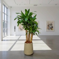 巴西鐵樹 落地盆栽 大盆栽 拿鐵棕磨石子花盆 開幕送禮 喬遷禮物