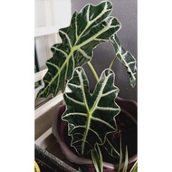 Keladi Amazon . Alocasia Amazon