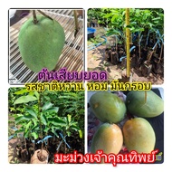 มะม่วงเจ้าคุณทิพย์ 1 ต้น ขนาด 40-50 ซม. เสียบยอด ผลรสชาติมันไม่มีติดเปรี้ยว กรอบหอมอร่อย มีต้นพร้อมส