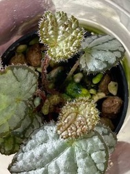 山峰秋海棠/ begonia montaniformis