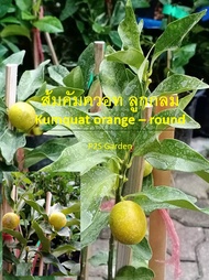 ต้นส้มญี่ปุ่น ส้มคัมควอท ผลกลม Kumquat ต้นเสียบยอด สูง 40-60 ซ.ม. กินได้ทั้งเปลือก หวานมาก