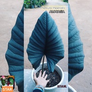 Tanaman Alocasia Nebula Imperialis Premium segar cukup nutrisi u Besar