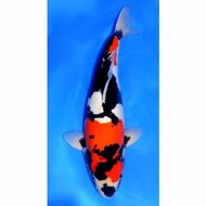 PROMO IKAN KOI SHOWA UKURAN 25-30CM UP