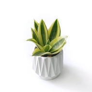 (預購) 純灰系列 | 黃金虎尾蘭 淨化空氣 幾何折扇圓形水泥盆栽