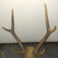 tanduk rusa asli cabang 6