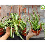 INDOOR / HANGING PLANT - Chlorophytum / Spider Curly 吊兰 / 卷叶吊兰 (Spider Plant) for HOME/OFFICE decora