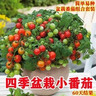 Dwarf Small Tomato Seeds Cherry Small Tomato Seeds Virgin Fruit Seeds Four Seasons Balcony Potted Ve