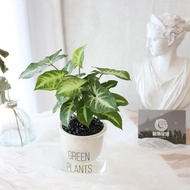 PD159合果芋吸水盆栽