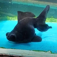 ikan mas koki buldog black /ikan mas koki gemoy buldog hiasan aquarium