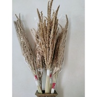 New Dried Flowers Jagung | Bunga Jagung Kering Natural | Daun Kering