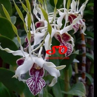 [ DEWASA ] DENDROBIUM STRATIOTES